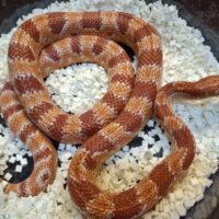 コーンスネーク（リバースオケッティ）約120cm　メス