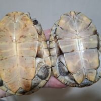 アダンソンハコヨコクビガメ（甲長約10.5  11cm）ペア