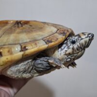 ジャイアントマスクタートル（ホワイトマーブル）甲長約17cm オス