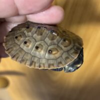 サウスイリアンカブトガメ（25CB）