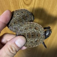 サウスイリアンカブトガメ（25CB）