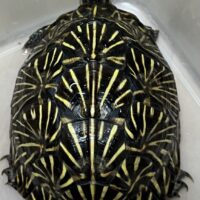 フロリダハコガメ（甲長約12cm）WCF１ オス