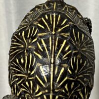 フロリダハコガメ（甲長約12cm）WCF１ オス