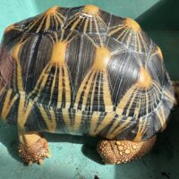 ホウシャガメ（甲長約30cm）オス（登録番号240-004644）有効期限29年7月31日まで