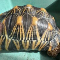 ホウシャガメ（甲長約30cm）オス（登録番号240-004644）有効期限29年7月31日まで