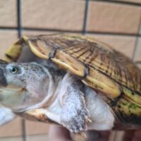 カブトニオイガメ(甲長約15cm)メス