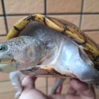 カブトニオイガメ(甲長約15cm)メス