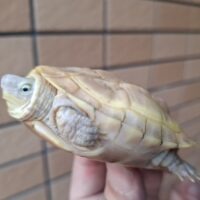 T+アルビノクサガメ(甲長約8cm)メス