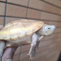 T+アルビノクサガメ(甲長約8cm)メス