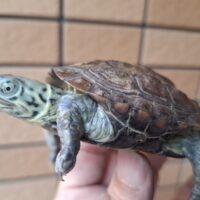 スーパーパステルクサガメ(甲長約8cm)オス