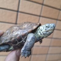 スーパーパステルクサガメ(甲長約8cm)オス