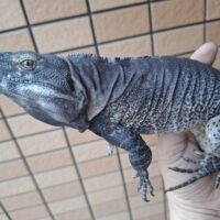 サンエステバントゲオイグアナ（2021EUCB）ペア