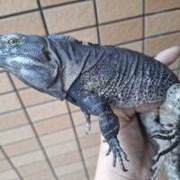 サンエステバントゲオイグアナ（2021EUCB）ペア