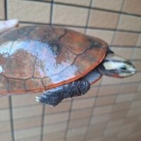 ニシキマゲクビガメ(レッド)甲長約cm オス