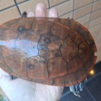 ニシキマゲクビガメ(レッド)甲長約cm オス