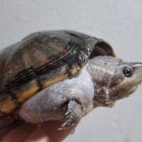 ミシシッピニオイガメ（甲長約15cm）メス