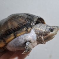 ミシシッピニオイガメ（甲長約15cm）メス