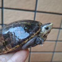 ミスジドロガメ（甲長約8,5cm）WC オス