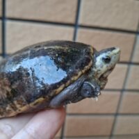 ミスジドロガメ（甲長約8,5cm）WC オス