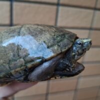 ミスジドロガメ（甲長約8,5cm）WC メス