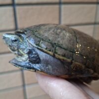 ミスジドロガメ（甲長約8,5cm）WC メス