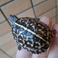 フロリダハコガメ（25CB）