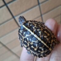 フロリダハコガメ（25CB）