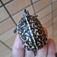 フロリダハコガメ(25CB)多甲板