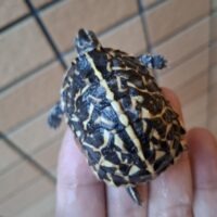 フロリダハコガメ(25CB)多甲板