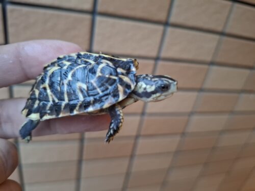 フロリダハコガメ（25CB）多甲板 - アクアスペース