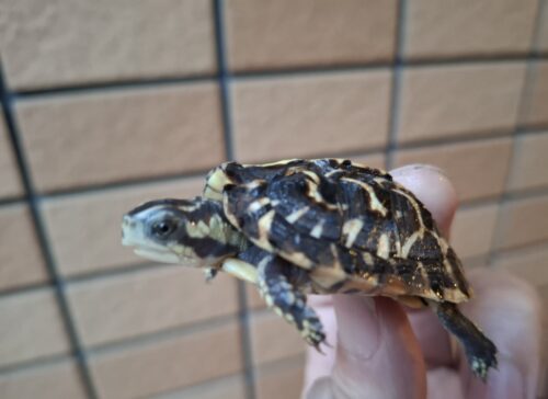 フロリダハコガメ（25CB）多甲板 - アクアスペース