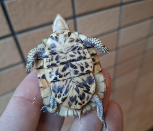 フロリダハコガメ（25CB）多甲板 - アクアスペース