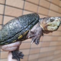 フロリダドロガメ(甲長約11cm)WC 巨頭オス