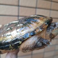 サルヴィンオオニオイガメ（甲長約13cm）オス