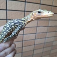 イエローヘッドモニター(ハイイエロー)ヤングサイズ