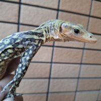 イエローヘッドモニター(ハイイエロー)ヤングサイズ