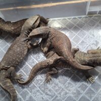 サバンナモニター（Mサイズ）