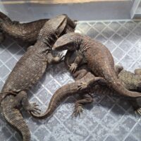 サバンナモニター（Mサイズ）