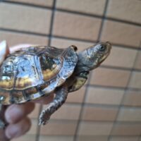 イエローガルフコーストハコガメ(25CB)約5cm