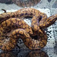 ブラジルレインボーボア（約120cm）EUCB オス