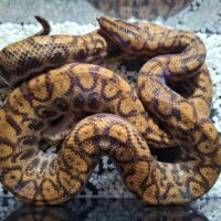 ブラジルレインボーボア（約120cm）EUCB オス