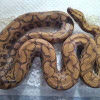 ブラジルレインボーボア（ハイポ）約130cm EUCB メス