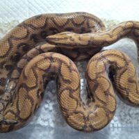 ブラジルレインボーボア（ハイポ）約130cm EUCB メス