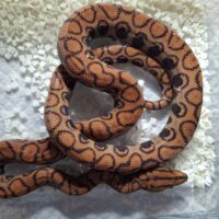 ブラジルレインボーボア(het T+アルビノ)約60cm EUCB メス