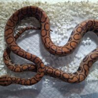 ブラジルレインボーボア(het T+アルビノ)約60cm EUCB メス