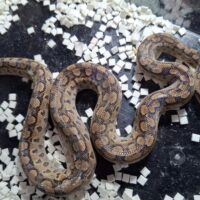 アルゼンチンレインボーボア（25CB）約40cm メス（脱皮前）