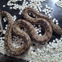 アルゼンチンレインボーボア（25CB）約40cm メス（脱皮前）