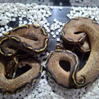 ボールパイソン(フリーウェイhetクラウン)25CB オス