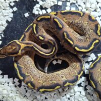 ボールパイソン(フリーウェイhetクラウン)25CB オス