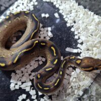 ボールパイソン(チョコレートフリーウェイhetクラウン)25CB メス